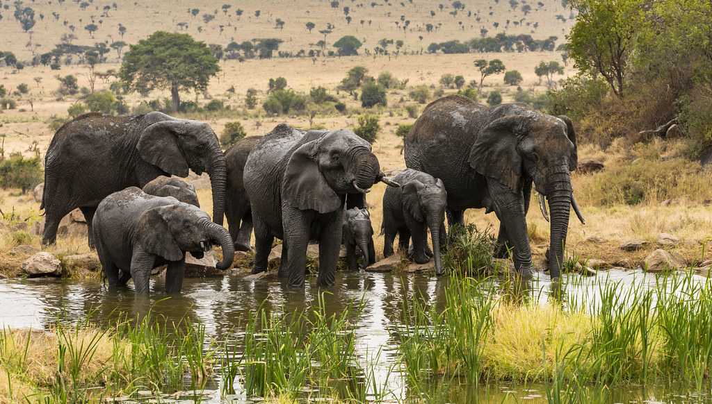FOUR SEASONS SAFARI LODGE, SERENGETI