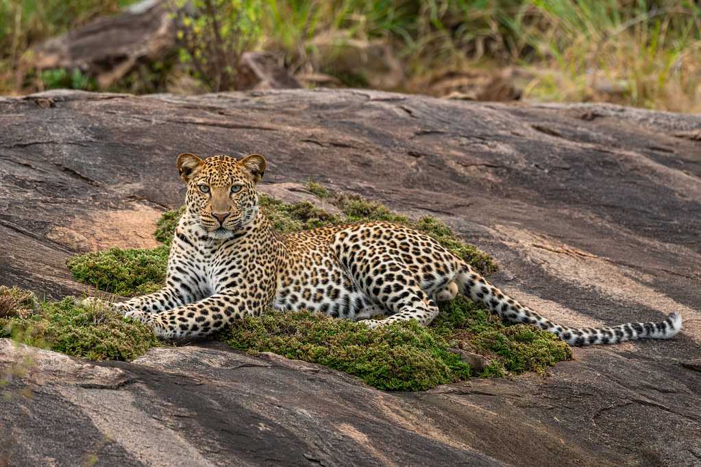 SAFARI AND ISLAND COLLECTION